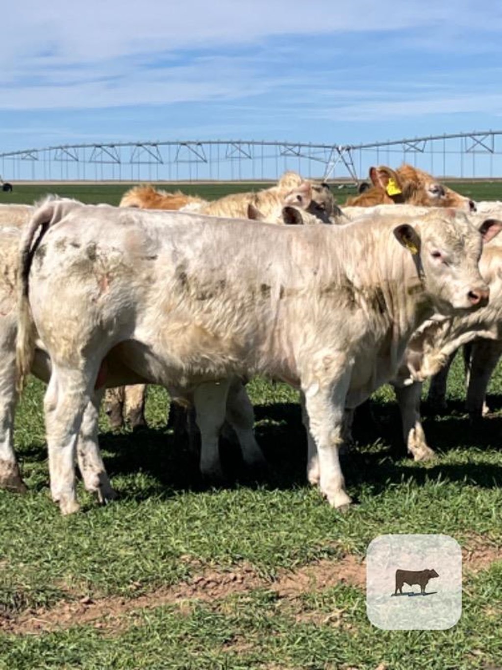 Cattle Range Listing Photo