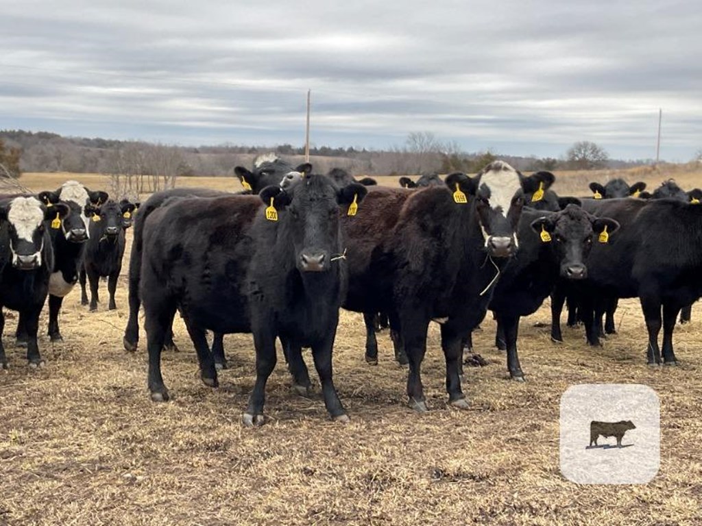 Cattle Range Listing Photo