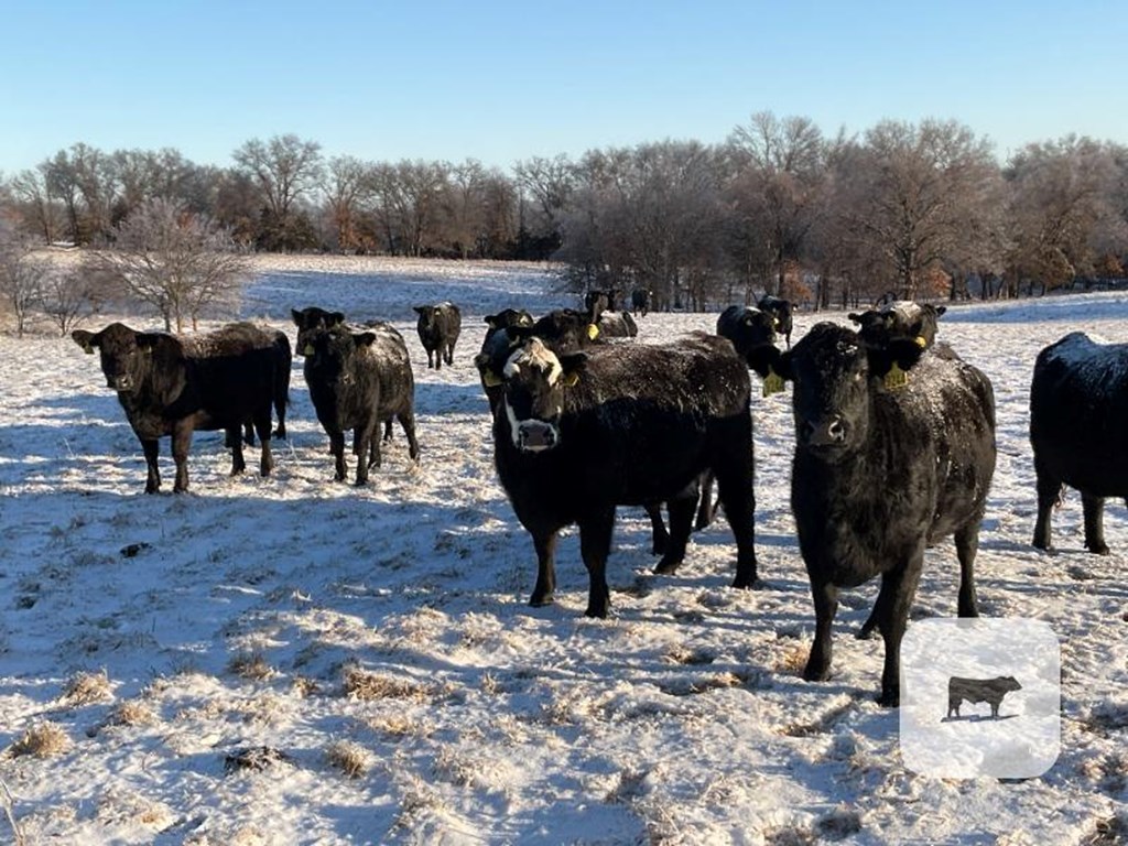 Cattle Range Listing Photo