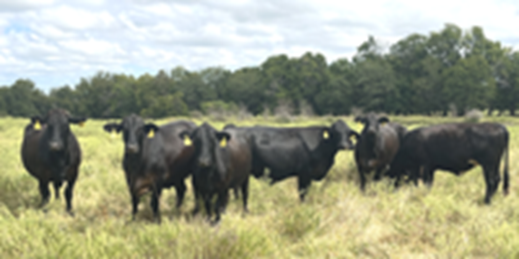 20 Brangus Cross Cows... Southwest MO