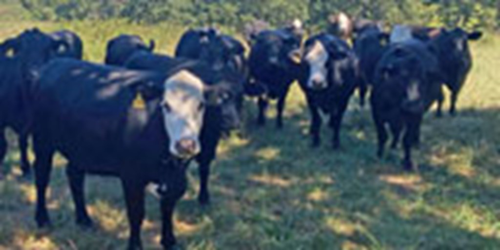 190 Angus & BWF Cows... Central MO