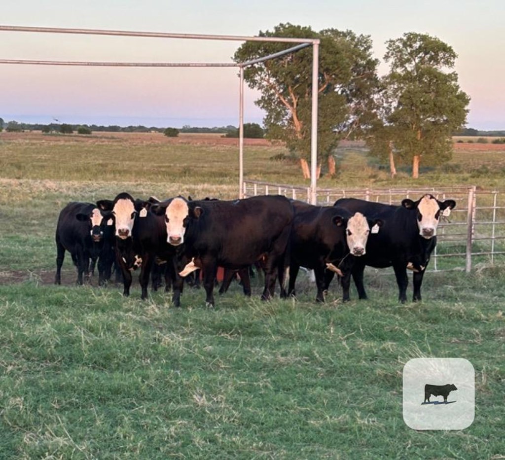 Cattle Range Listing Photo