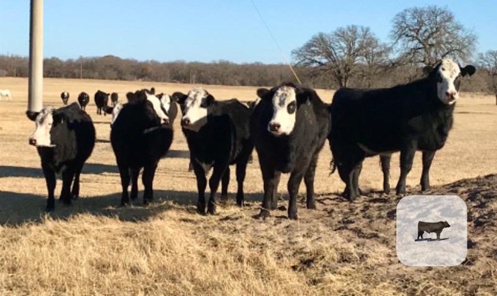 Cattle Range Listing Photo