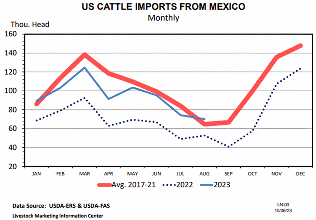 August Cattle Imports Up 22 Percent from Last Year