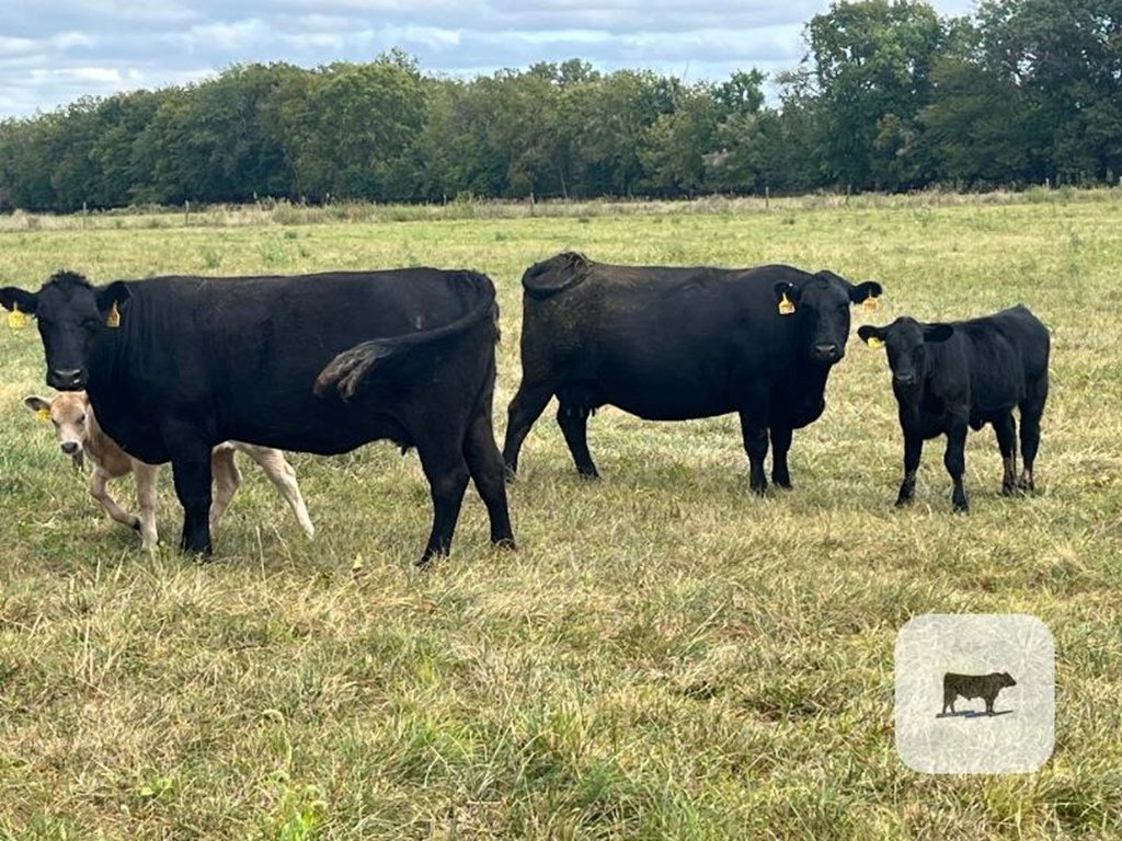 Cattle Range Listing Photo