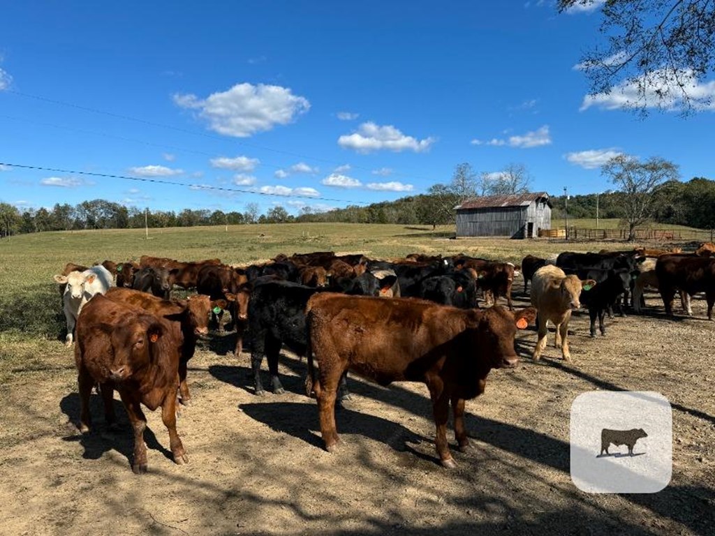 Cattle Range Listing Photo