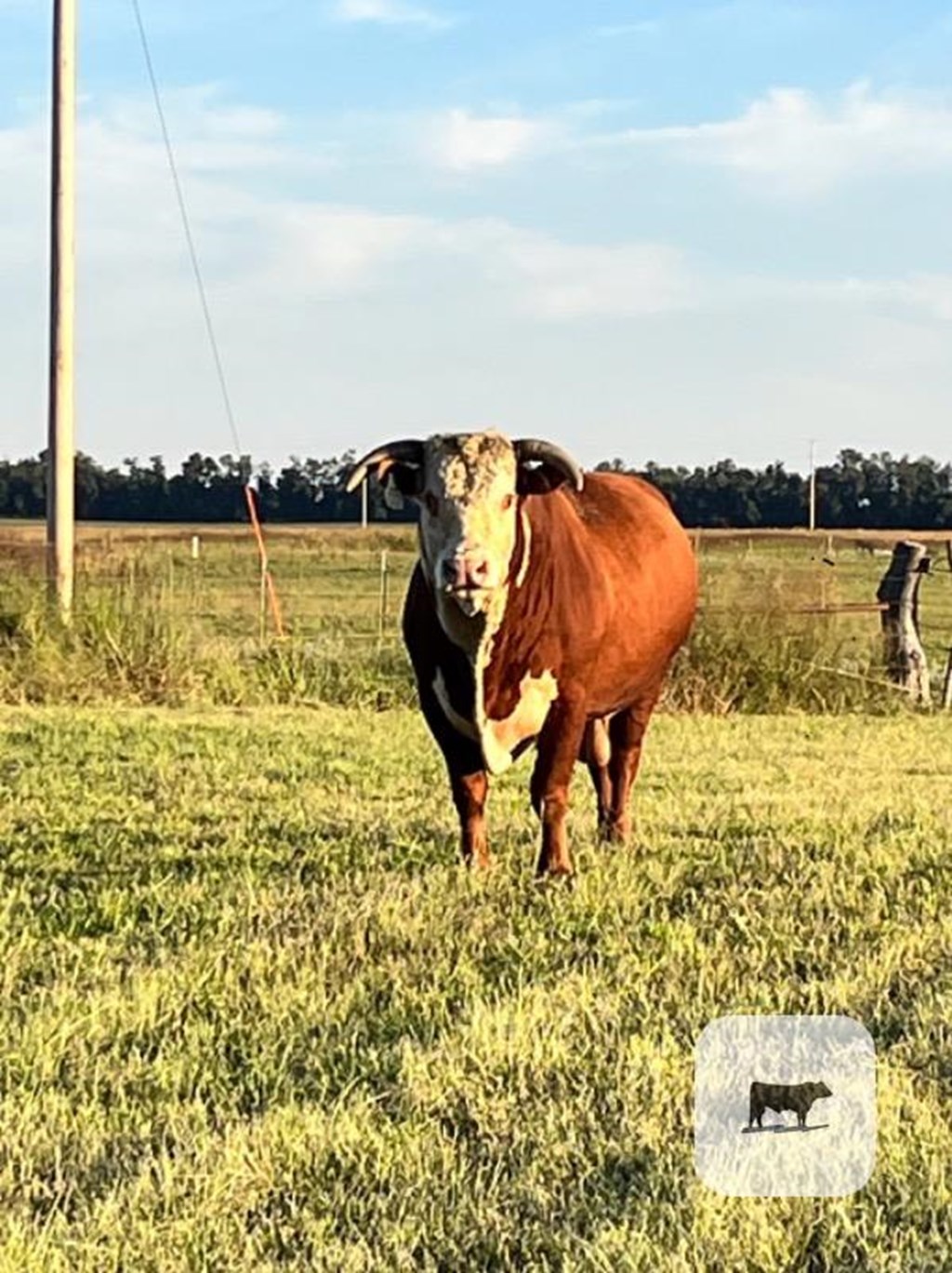 Cattle Range Listing Photo