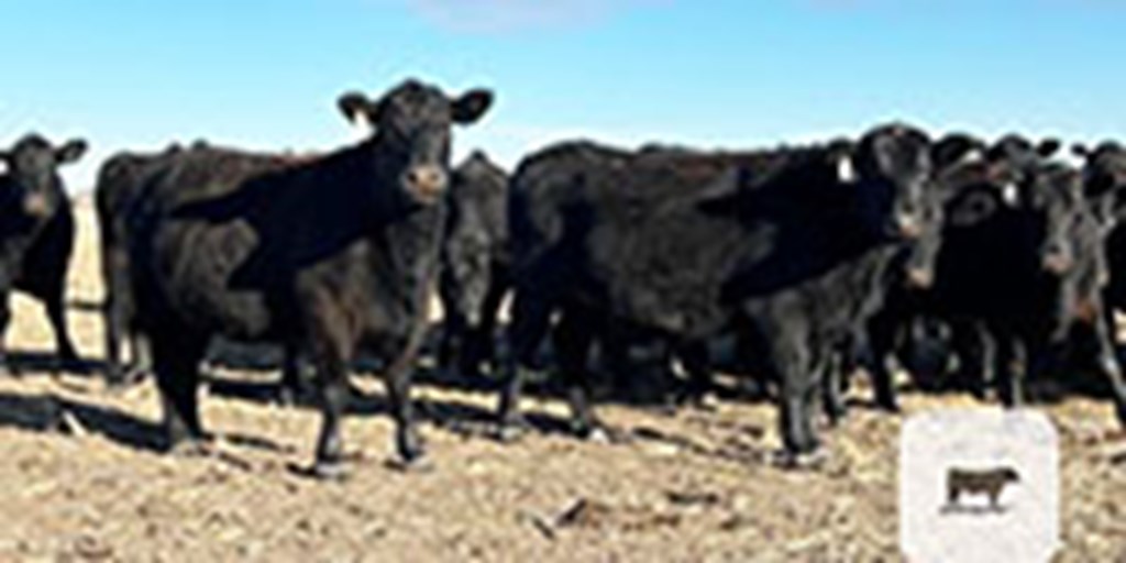 45 Angus Cows... Central KS