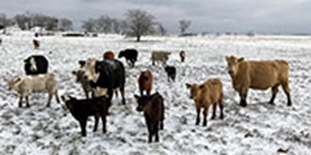 12 Angus, BWF, Red Angus, RWF, & Charolais Cross Pairs... Southwest MO