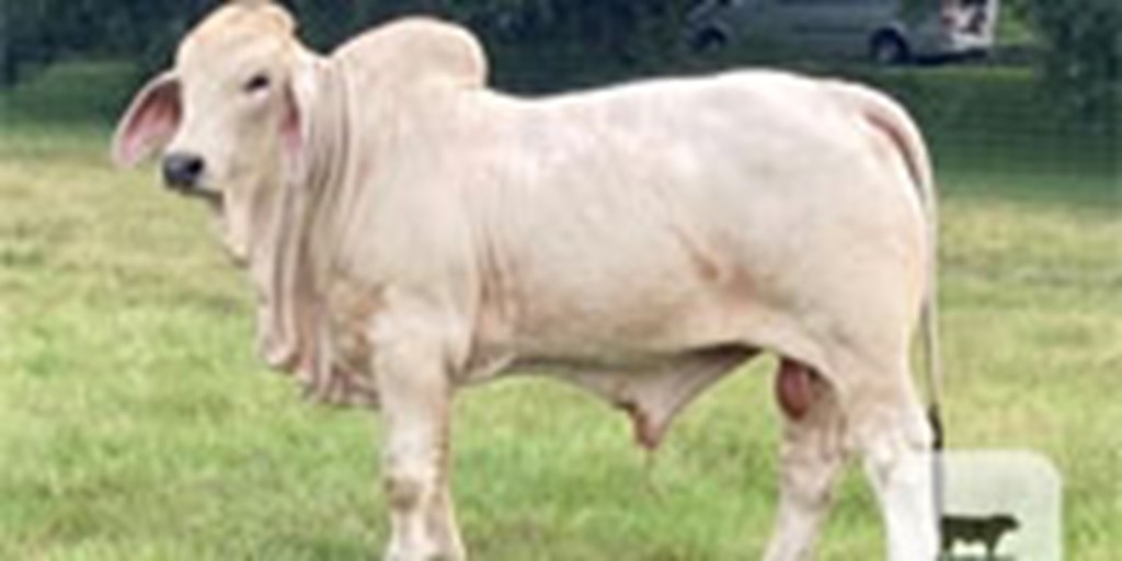 1 Reg. Brahman Bull... S. Central LA