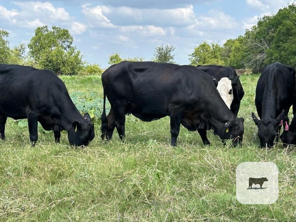 Cattle Range Listing Photo