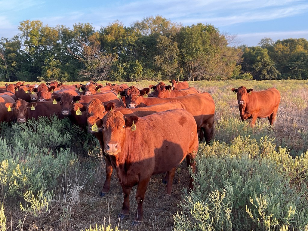 Merck Announces SenseHub for Cow/Calf Herds