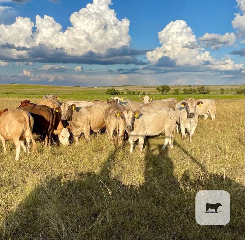 Cattle Range Listing Photo