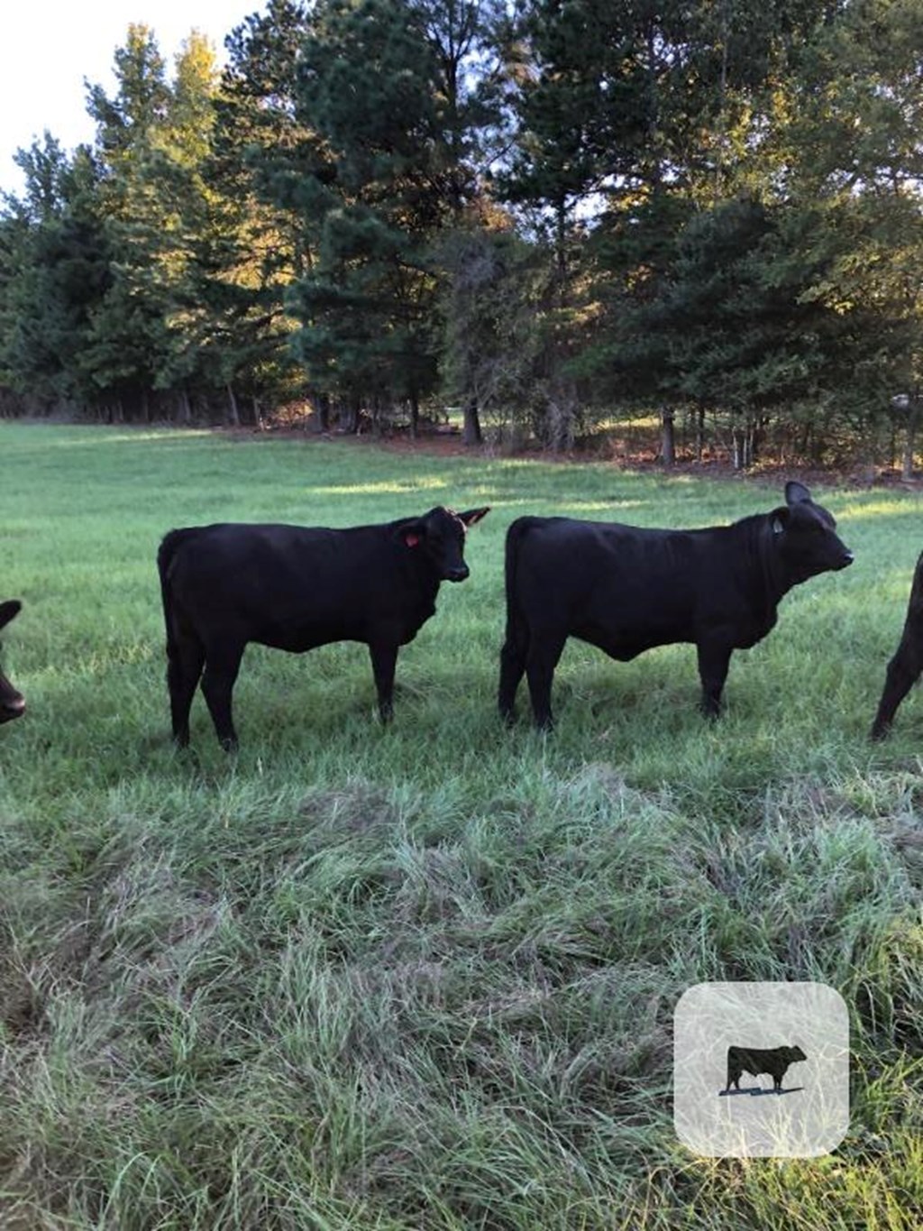 Cattle Range Listing Photo