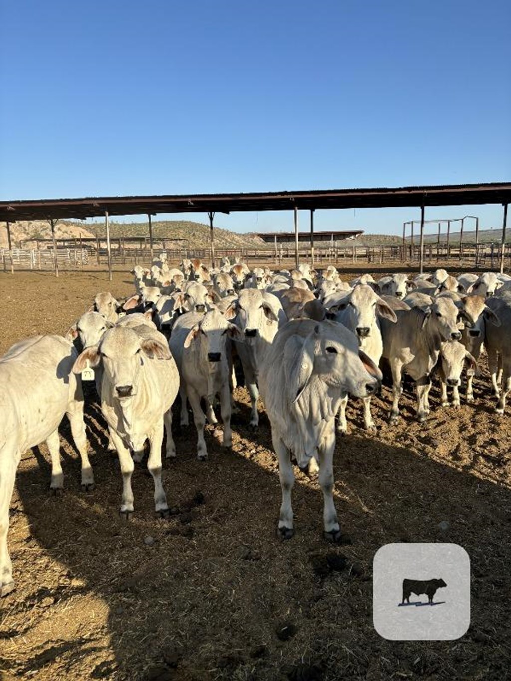 Cattle Range Listing Photo