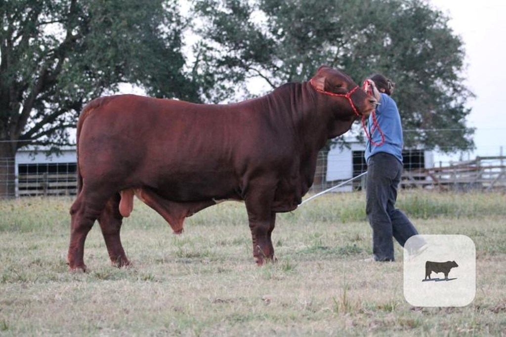 Cattle Range Listing Photo