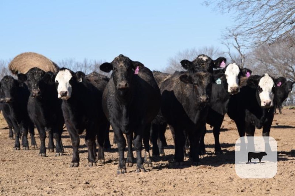 Cattle Range Listing Photo