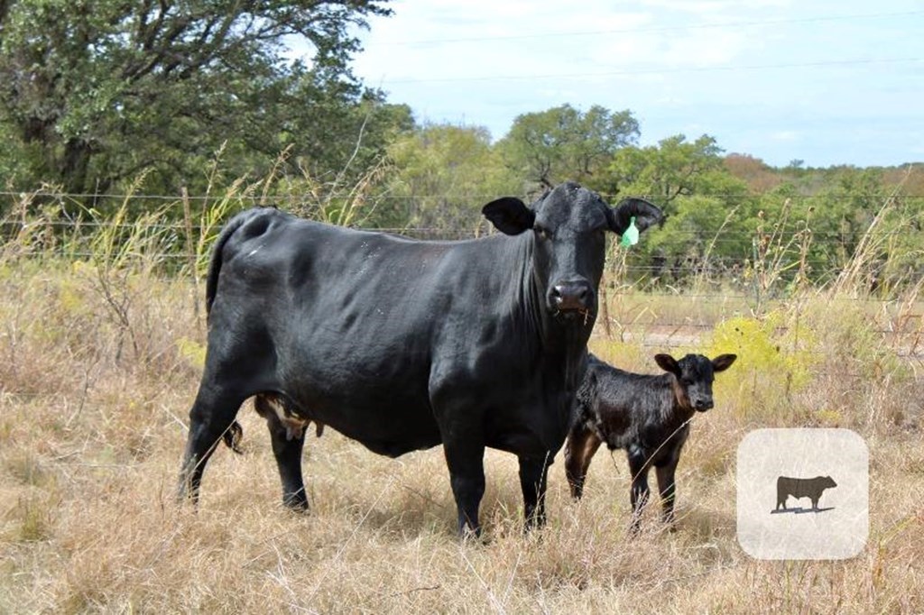 Cattle Range Listing Photo