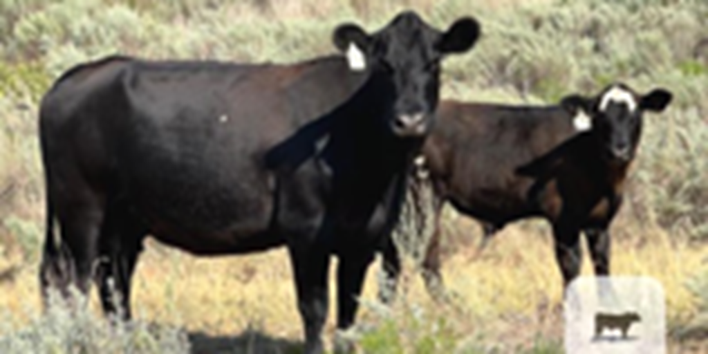 125	Angus & Red Angus Cows... TX Panhandle