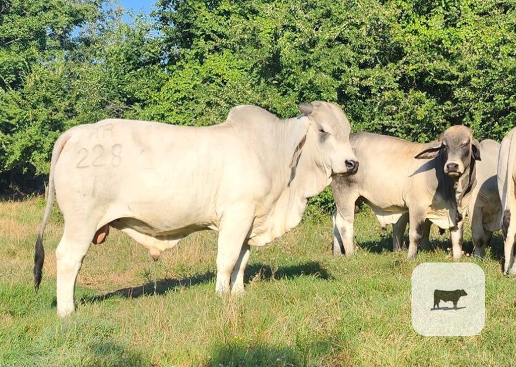 Cattle Range Listing Photo