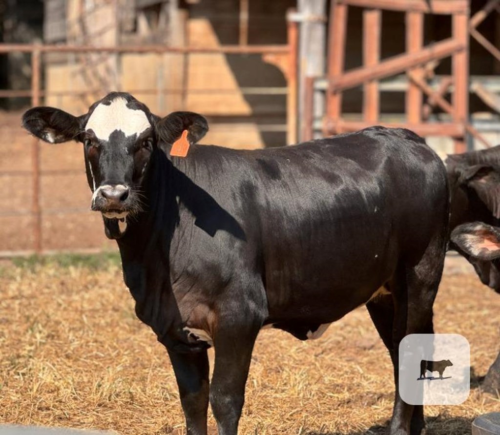 Cattle Range Listing Photo