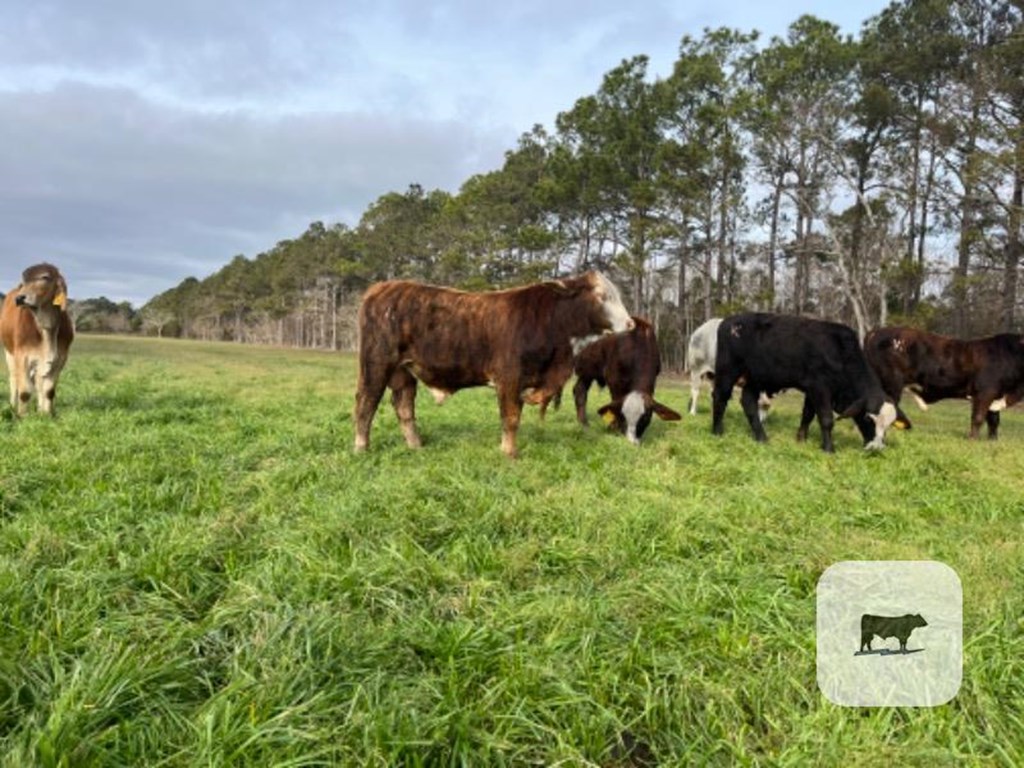 Cattle Range Listing Photo