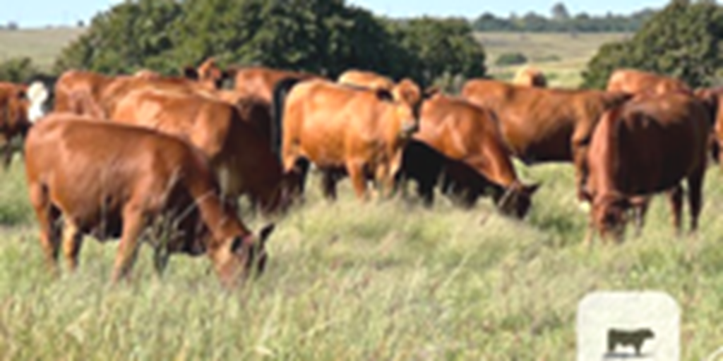 200	Red Angus Cross Bred Heifers... Northeast OK