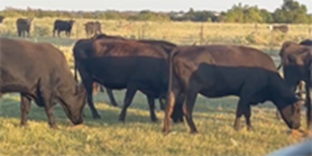 19 Purebred Wagyu Cows... Central TX