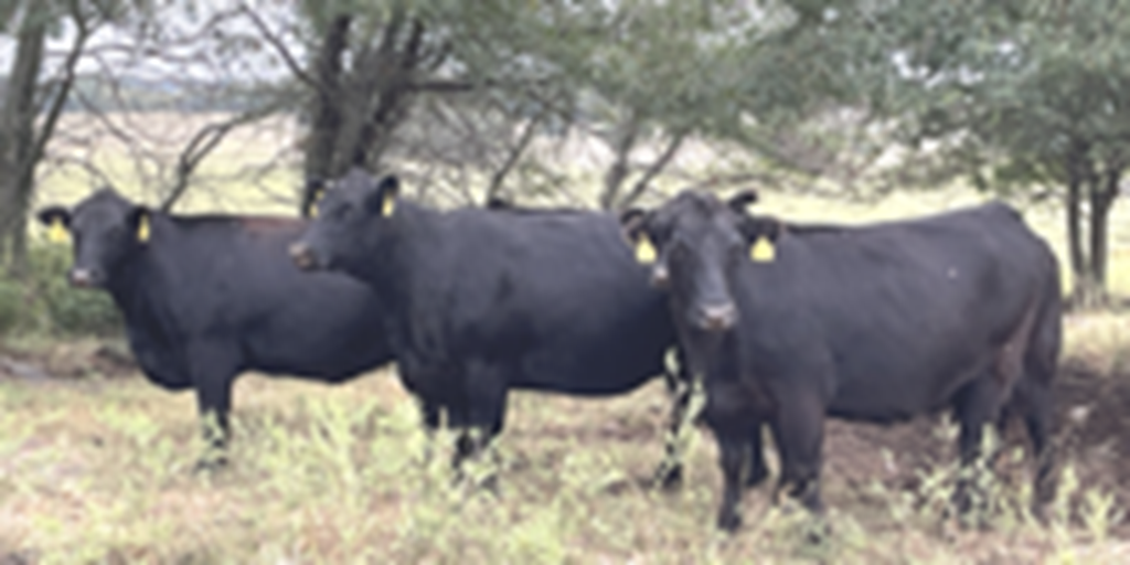 41 Angus & Black Baldy Cows... Southwest MO