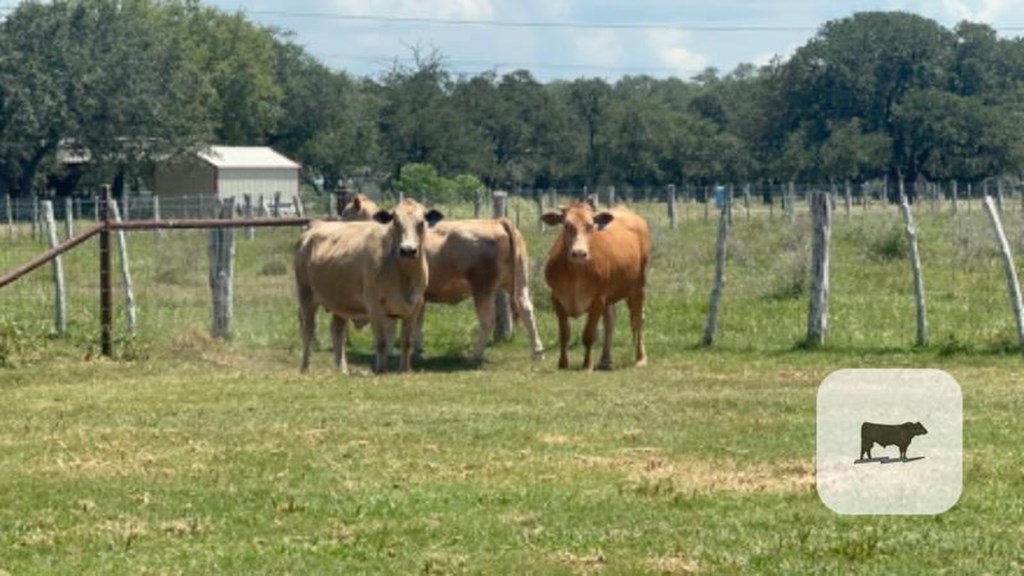 Cattle Range Listing Photo