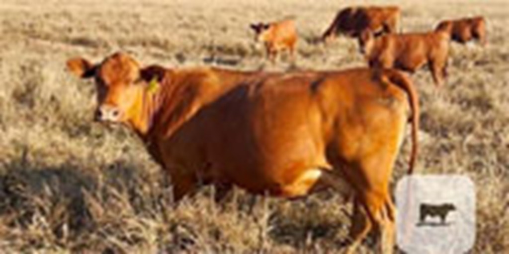 36 Red Angus, Senepol & South Poll Cows... S. Central TX