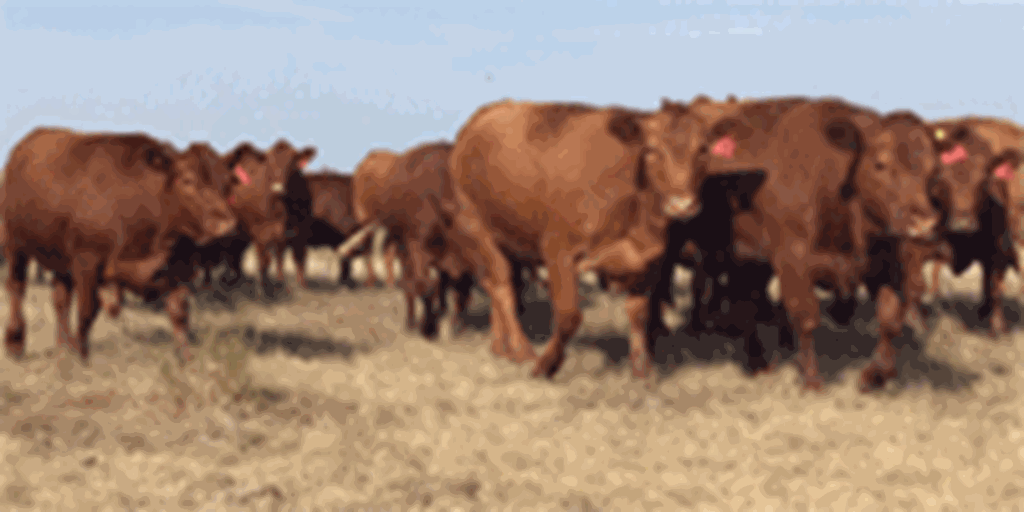 40 Red Angus Bred Heifers... N. Central OK