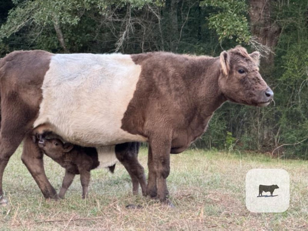 Cattle Range Listing Photo