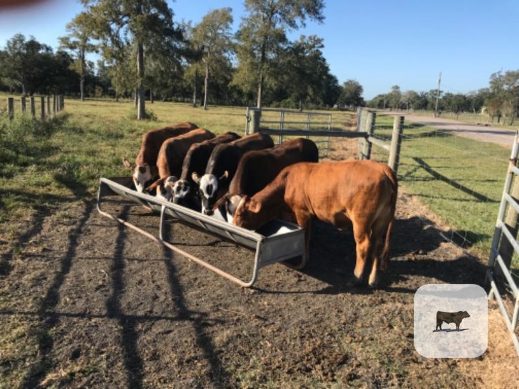 Cattle Range Listing Photo