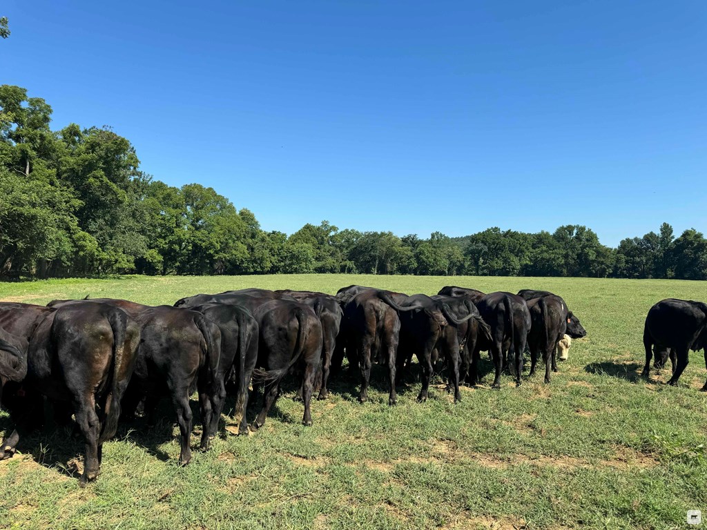 Cattle Range Listing Photo