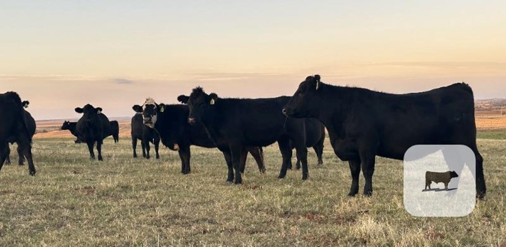 Cattle Range Listing Photo