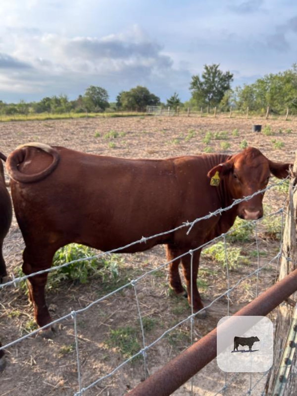 Cattle Range Listing Photo