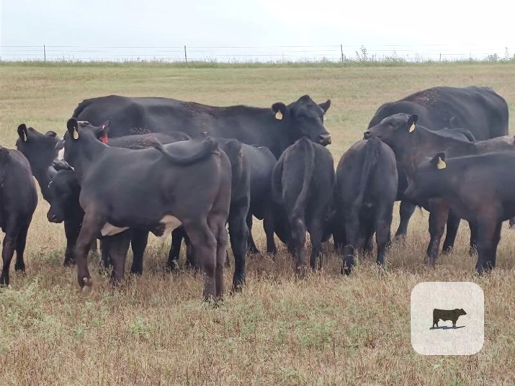 Cattle Range Listing Photo