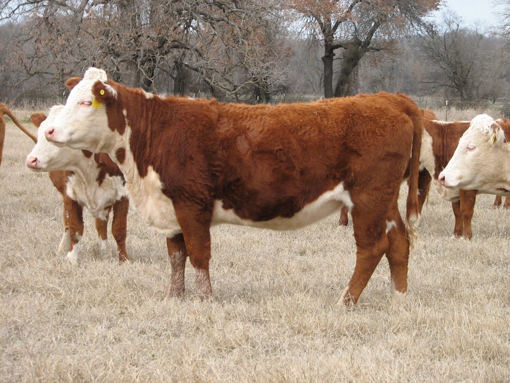 Cattle Range Listing Photo