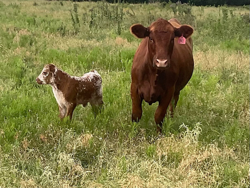 Cattle Range Listing Photo