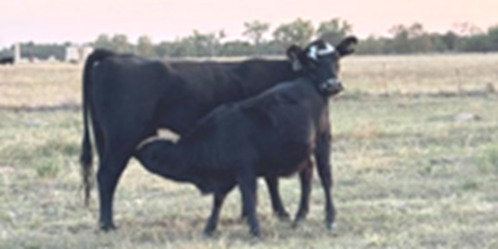 1,000 Angus Pairs... Northwest OK