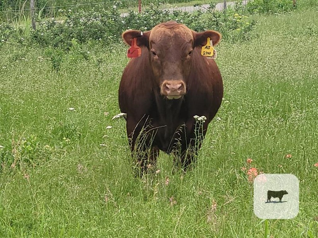 Cattle Range Listing Photo