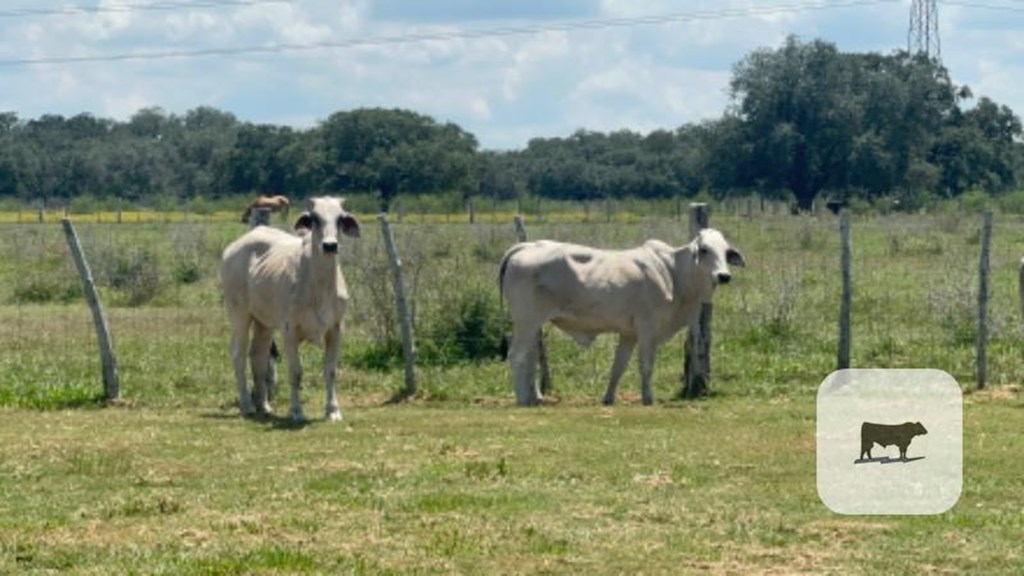 Cattle Range Listing Photo