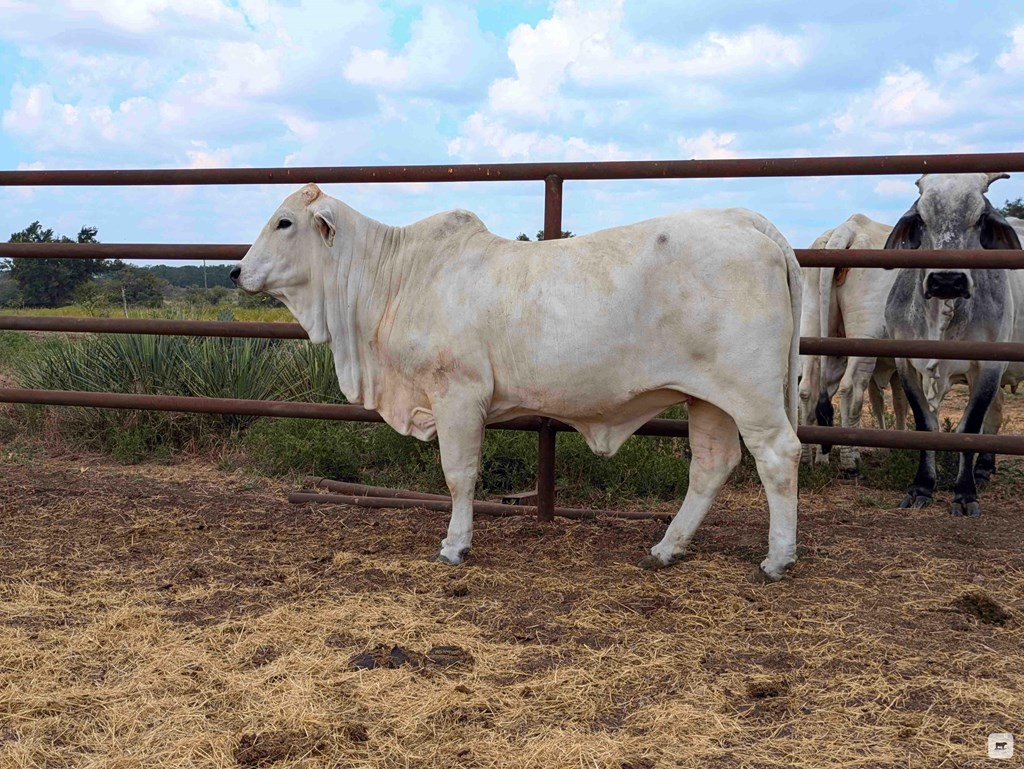 Cattle Range Listing Photo