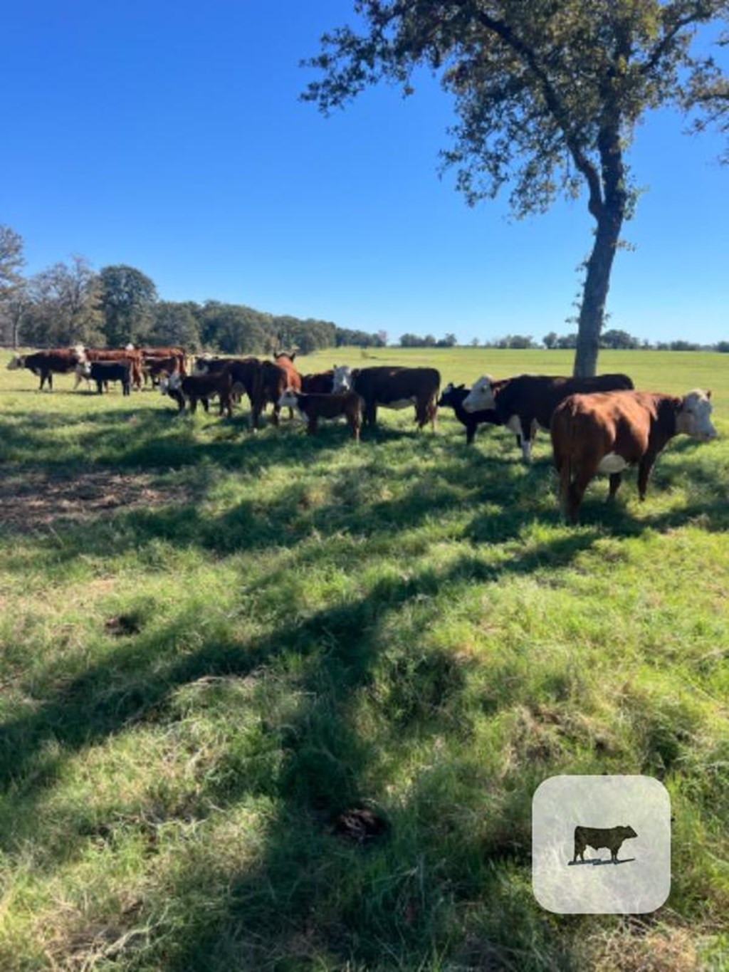 Cattle Range Listing Photo