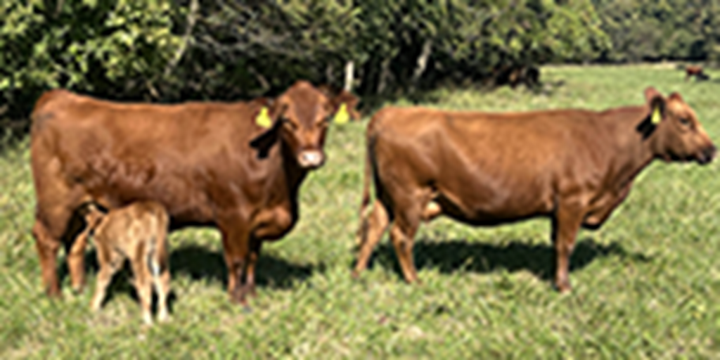 23 Red Angus & RWF Pairs... Southwest MO