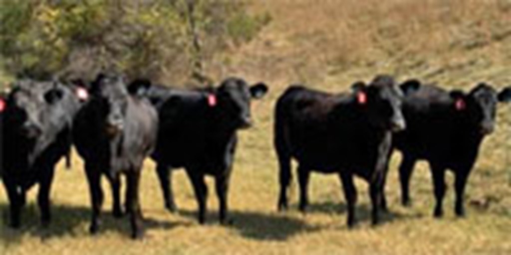 5 Angus Bred Heifers... Northwest AR