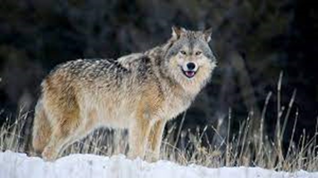 Colorado Ranchers Seek $581,000 to Cover Losses Caused by Wolves