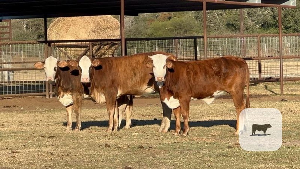 Cattle Range Listing Photo