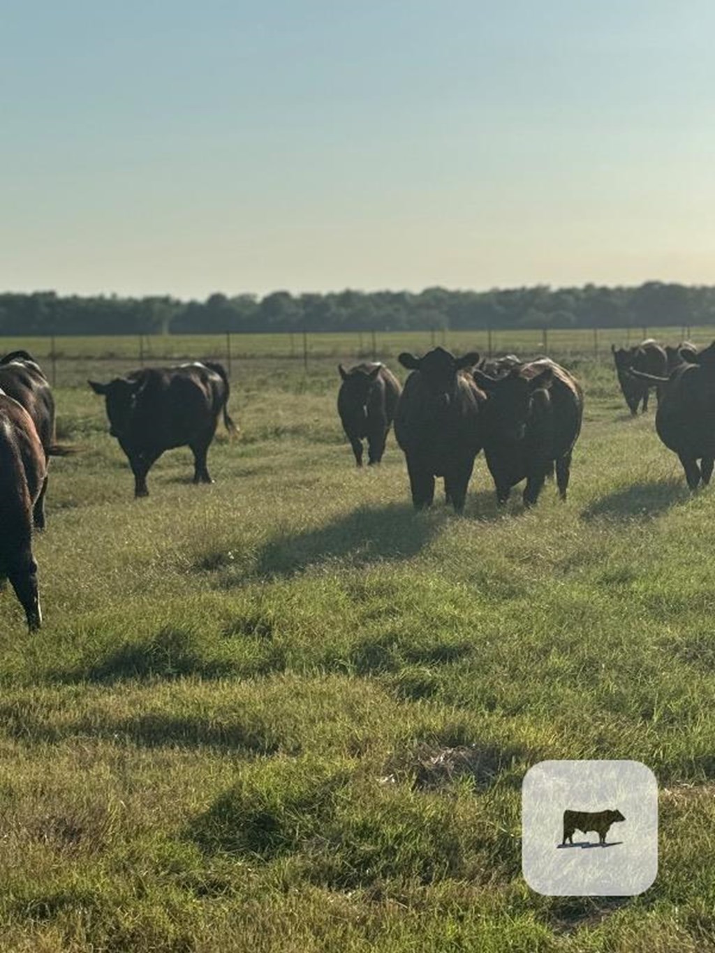 14 Angus Bred Heifers... Northeast OK Cattle Range